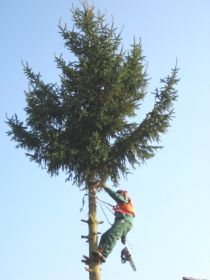 Oktober Baum fällen 2009 009.jpg