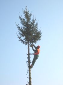 Oktober Baum fällen 2009 013.jpg