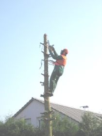 Oktober Baum fällen 2009 015.jpg